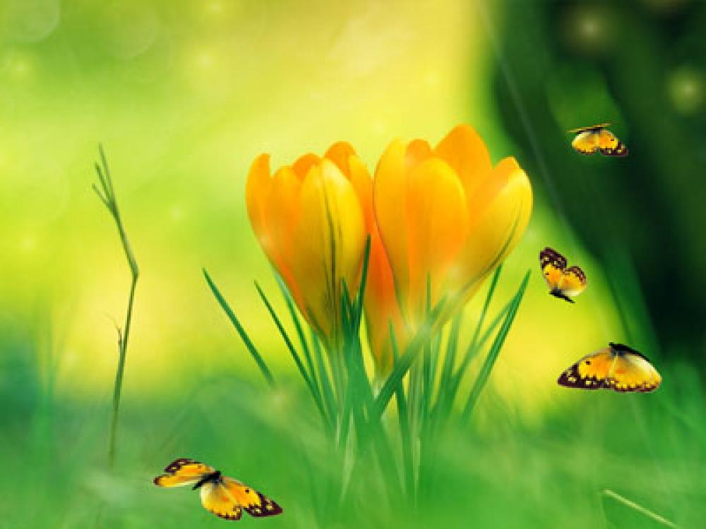 Spring Charm Screensaver 2.0 (Freeware 3.32Mb)