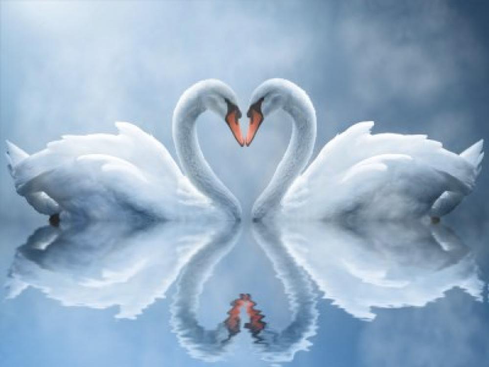 Swan Love Screensaver 1.0 (Freeware 2.46Mb)